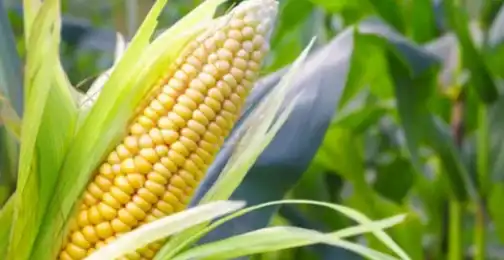 What is hydrolyzed corn protein used for?